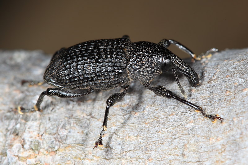 Lixus paraplecticus ? No, Rhynchophorus ferrugineus e Aclees taiwanensis